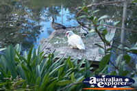 Tamborine Mountain Botanic Gardens with Bird . . . CLICK TO ENLARGE