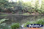 Tamborine Mountain Botanic Gardens  . . . CLICK TO ENLARGE
