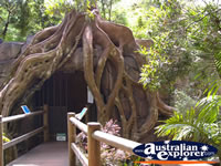 Entrance to the Glow Worm Caves at Tamborine Mountain . . . CLICK TO ENLARGE
