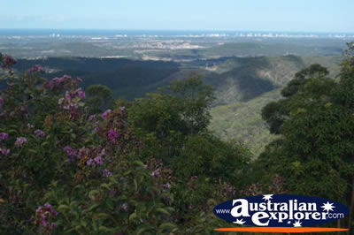 Scenic Views from Tamborine Mountain Lookout of Gold Coast Hinterland . . . CLICK TO VIEW ALL TAMBORINE MOUNTAIN (LOOKOUT) POSTCARDS