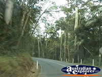The Drive Up Tamborine Mountain . . . CLICK TO ENLARGE