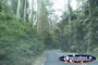 Tamborine Mountain Street . . . CLICK TO ENLARGE