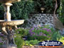 Tamborine Mountain Winery Gardens . . . CLICK TO ENLARGE