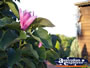 Flower at Tamborine Mountain Winery . . . CLICK TO ENLARGE
