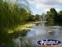 Picturesque Pond at Tamborine Mountain Winery . . . CLICK TO ENLARGE