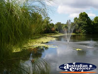 Picturesque Pond at Tamborine Mountain Winery . . . CLICK TO ENLARGE