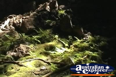 Undara Lava Tubes . . . CLICK TO VIEW ALL UNDARA LAVA TUBES POSTCARDS