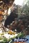 Undara Lava Tubes . . . CLICK TO ENLARGE