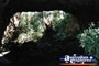 Undara Lava Tubes . . . CLICK TO ENLARGE