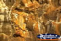 Undara Lava Tubes . . . CLICK TO ENLARGE