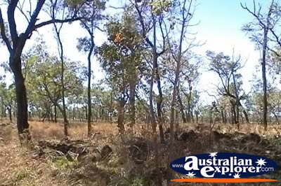 Undara Rainforest . . . CLICK TO VIEW ALL UNDARA LAVA TUBES (MORE) POSTCARDS