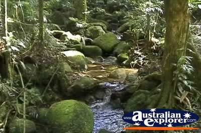 Creeks at Wooroonooran National Park . . . CLICK TO VIEW ALL WOOROONOORAN NP POSTCARDS