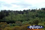 Mount Gambier Blue Lake Bush . . . CLICK TO ENLARGE