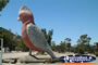 Kimba Big Galah . . . CLICK TO ENLARGE