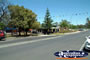 Trees on a Berri Street . . . CLICK TO ENLARGE