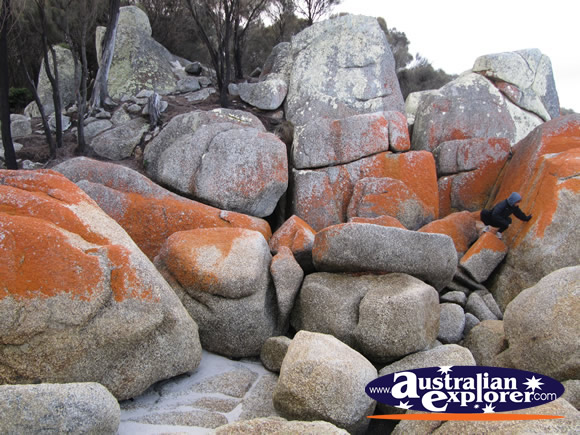 Bay of Fires in Mount William National Park . . . CLICK TO VIEW ALL BAY OF FIRES POSTCARDS