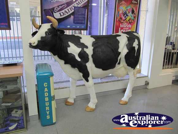 Cow Statue at Visitor Centre . . . VIEW ALL CADBURY FACTORY PHOTOGRAPHS