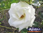 Rose Garden
