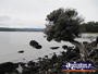 Lake with tree . . . CLICK TO ENLARGE