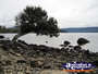 Tree Next to the Lake . . . CLICK TO ENLARGE