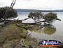Trees Bent Over the Lake . . . CLICK TO ENLARGE