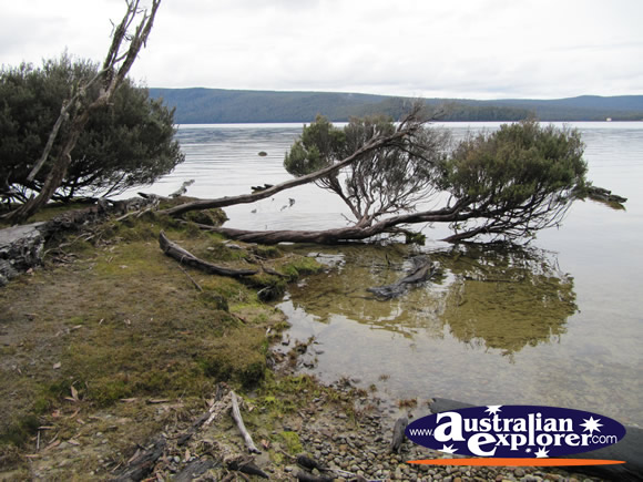 Trees Bent Over the Lake . . . CLICK TO VIEW ALL LAKE ST CLAIR POSTCARDS