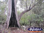 Tree on Walk . . . CLICK TO ENLARGE