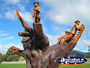 Robert James Jenkins Tree . . . CLICK TO ENLARGE