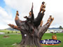 Robert James Jenkins Memorial Tree . . . CLICK TO ENLARGE