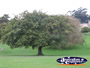 English Oak Tree