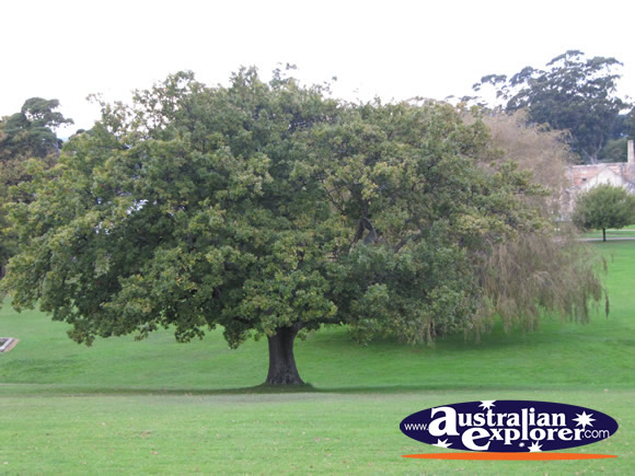 English Oak Tree . . . CLICK TO VIEW ALL PORT ARTHUR POSTCARDS
