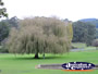 Weeping Willow Tree