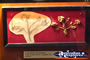 Ballarat Gold Museum Gold Nugget Flower . . . CLICK TO ENLARGE
