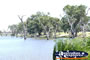 Landscape shot of creek between Cohuna & Echuca . . . CLICK TO ENLARGE