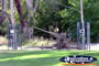 Euroa Gun . . . CLICK TO ENLARGE