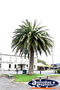 Ararat Palm Tree . . . CLICK TO ENLARGE