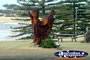 Torquay Iverlochy Figurehead . . . CLICK TO ENLARGE