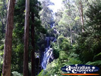 View of Steavenson Falls in Marysville . . . CLICK TO ENLARGE