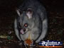 Kyneton Possum . . . CLICK TO ENLARGE