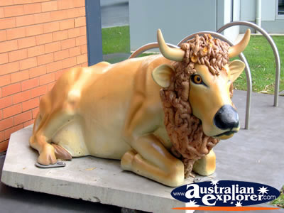 Shepparton Cow with Lion Maine . . . VIEW ALL SHEPPARTON PHOTOGRAPHS