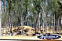 Cobram Bush . . . CLICK TO ENLARGE