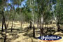 Cobram Dry Flood Plains . . . CLICK TO ENLARGE