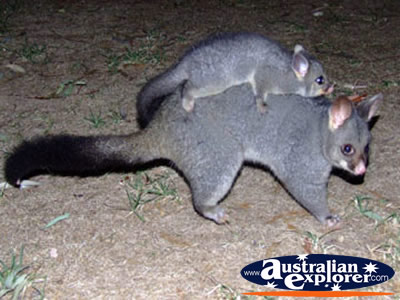 Possum and Baby . . . VIEW ALL ECHUCA PHOTOGRAPHS