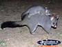 Echuca Possum . . . CLICK TO ENLARGE