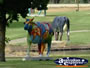 Shepparton Cow . . . CLICK TO ENLARGE