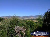 View of Yackandandah from Beaumont B & B . . . CLICK TO ENLARGE