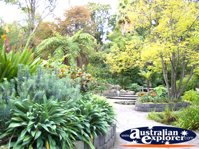 Paths leading through Fitzroy Gardens . . . CLICK TO VIEW ALL MELBOURNE (FITZROY GARDENS) POSTCARDS