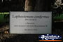 Melbourne Botanical Gardens Plant Sign . . . CLICK TO ENLARGE