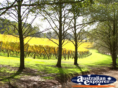 Pretty shot of Lindenderry Winery . . . CLICK TO VIEW ALL MORNINGTON (LINDENDERRY WINERY) POSTCARDS