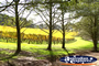 Pretty shot of Lindenderry Winery